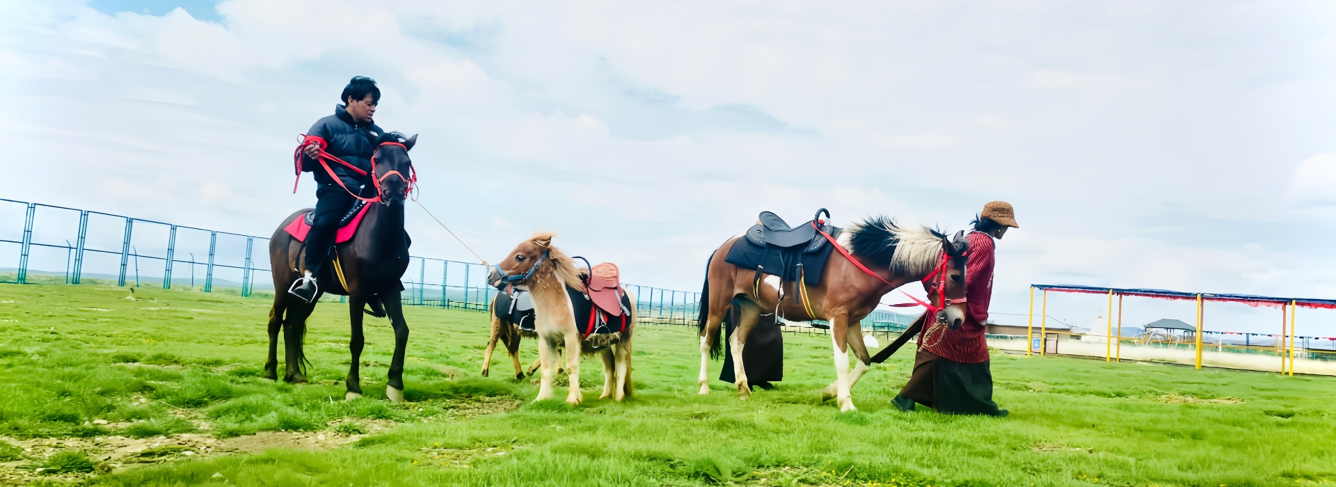 四川若尔盖热尔部落梅花鹿生态园草原梅花鹿景观