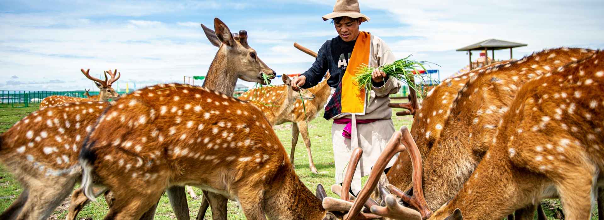 若尔盖热尔部落梅花鹿投喂互动体验拍照