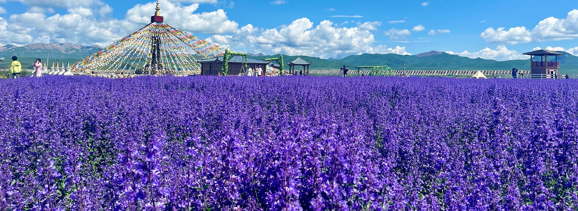 四川若尔盖热尔部落梅花鹿生态园草原薰衣草花海景观