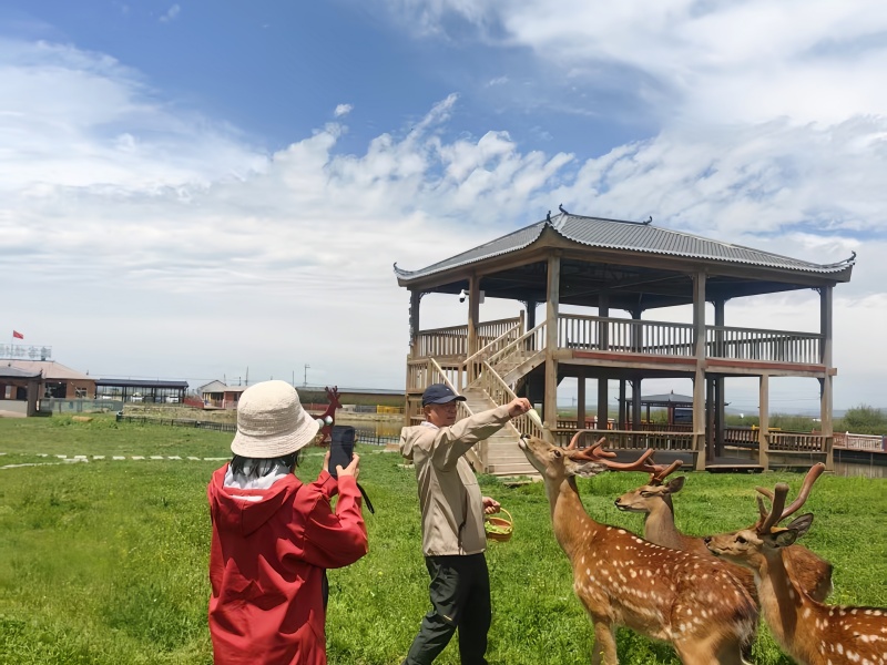 若尔盖热尔部落梅花鹿生态园景区梅花鹿互动打卡点