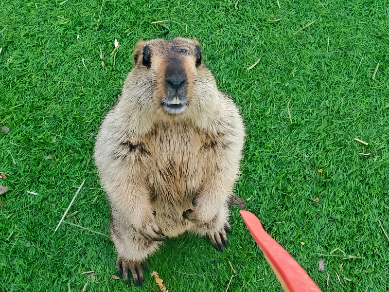 若尔盖热尔部落梅花鹿生态园景区土拨鼠互动打卡景点