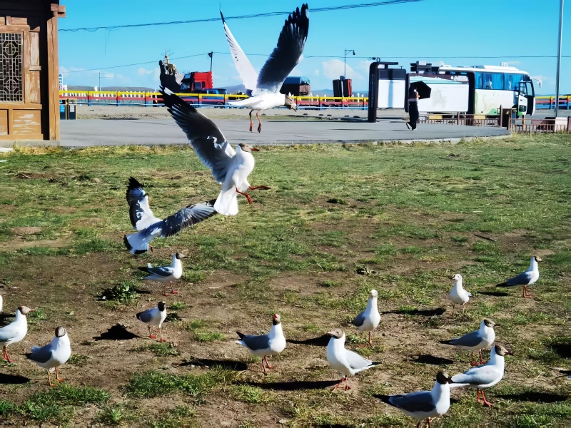 阿坝州若尔盖热尔部落梅花鹿生态园景区生态自然风光