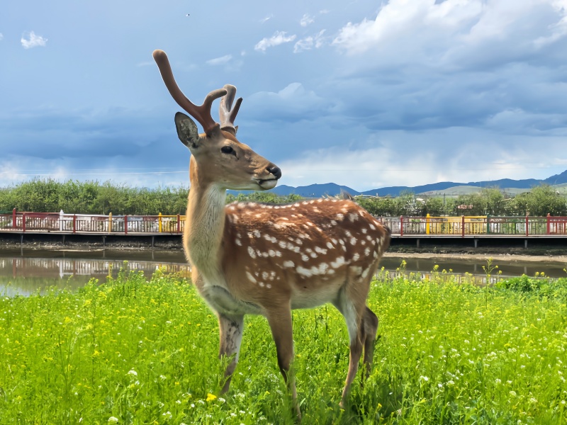 阿坝州若尔盖热尔部落梅花鹿群自然生态风光