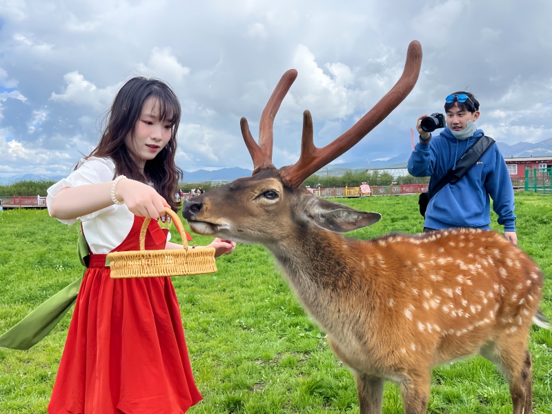 若尔盖热尔部落梅花鹿投喂互动体验拍照