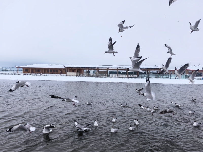 阿坝州若尔盖热尔部落梅花鹿群自然生态风光