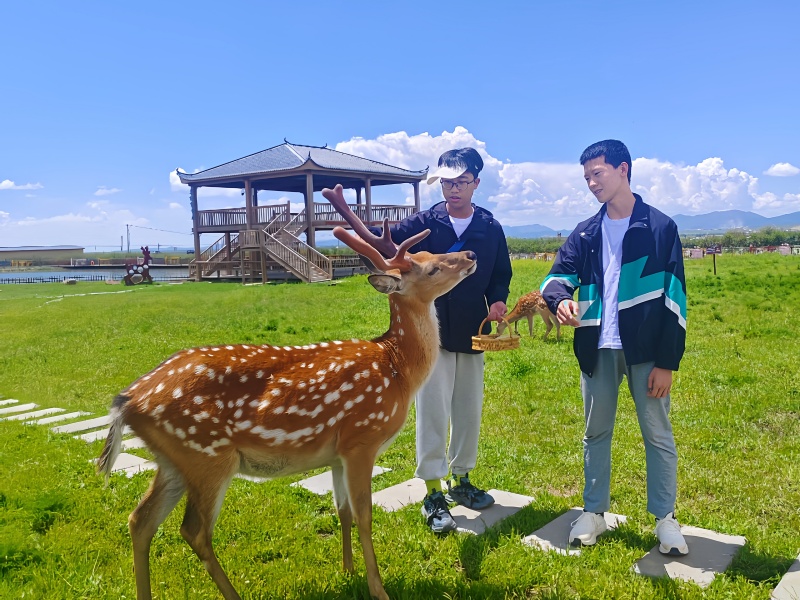 若尔盖大草原热尔部落梅花鹿近距离观赏