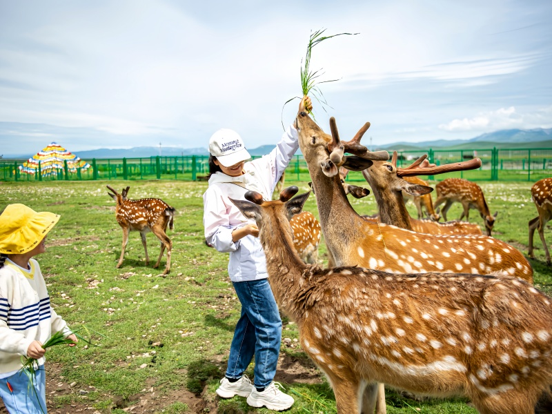 若尔盖热尔部落梅花鹿投喂互动体验拍照
