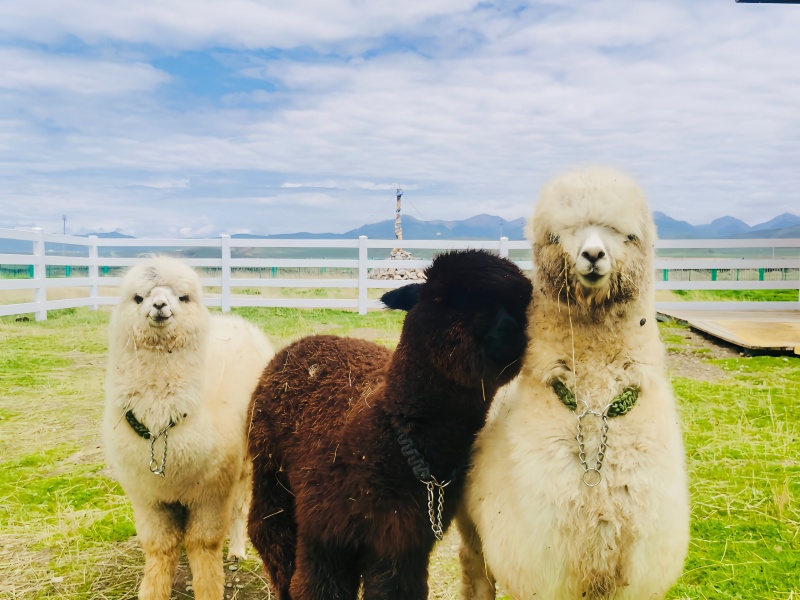 若尔盖热尔部落梅花鹿生态园景区打卡景点