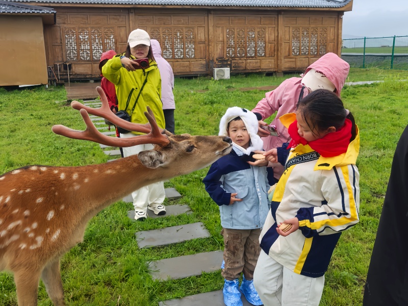 若尔盖热尔部落梅花鹿投喂互动体验拍照