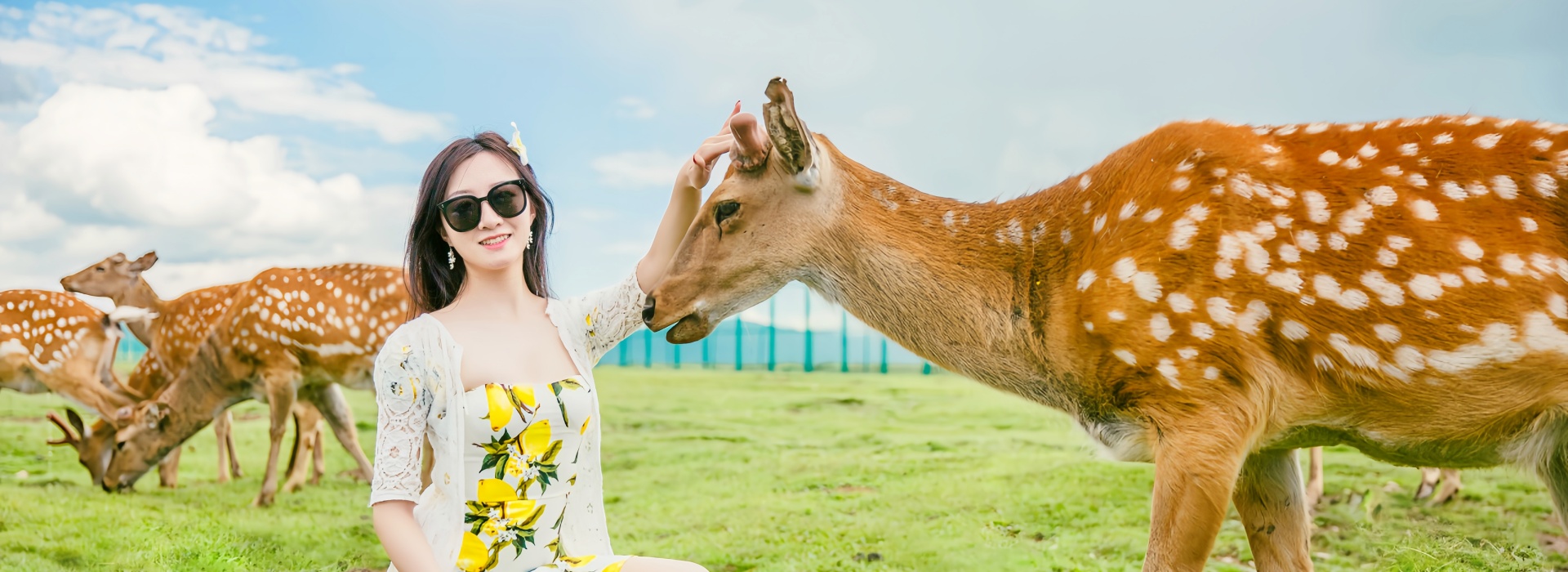 若尔盖大草原热尔部落梅花鹿近距离观赏
