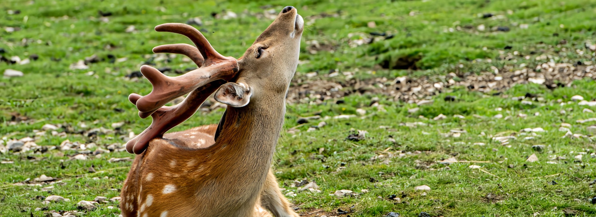 若尔盖大草原热尔部落梅花鹿近距离观赏